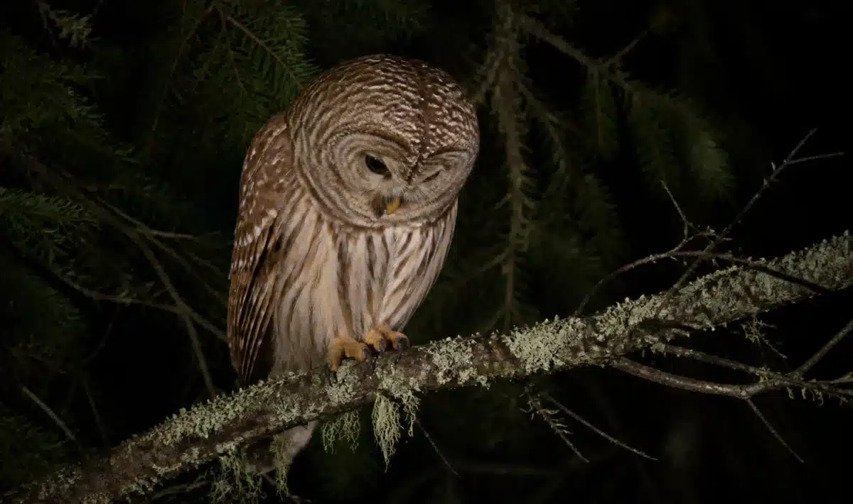 Chouette perchee sur branche la nuit regardant vers le bas