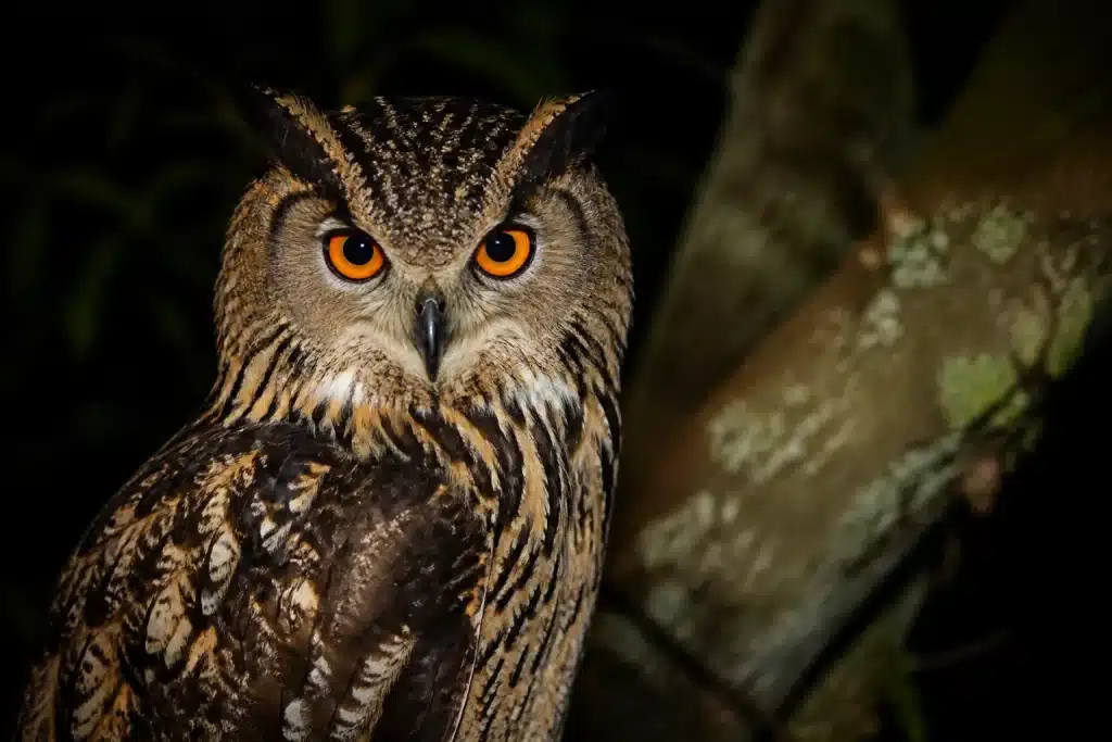 Chouette aux yeux perçants fixant dans l'obscurité nocturne