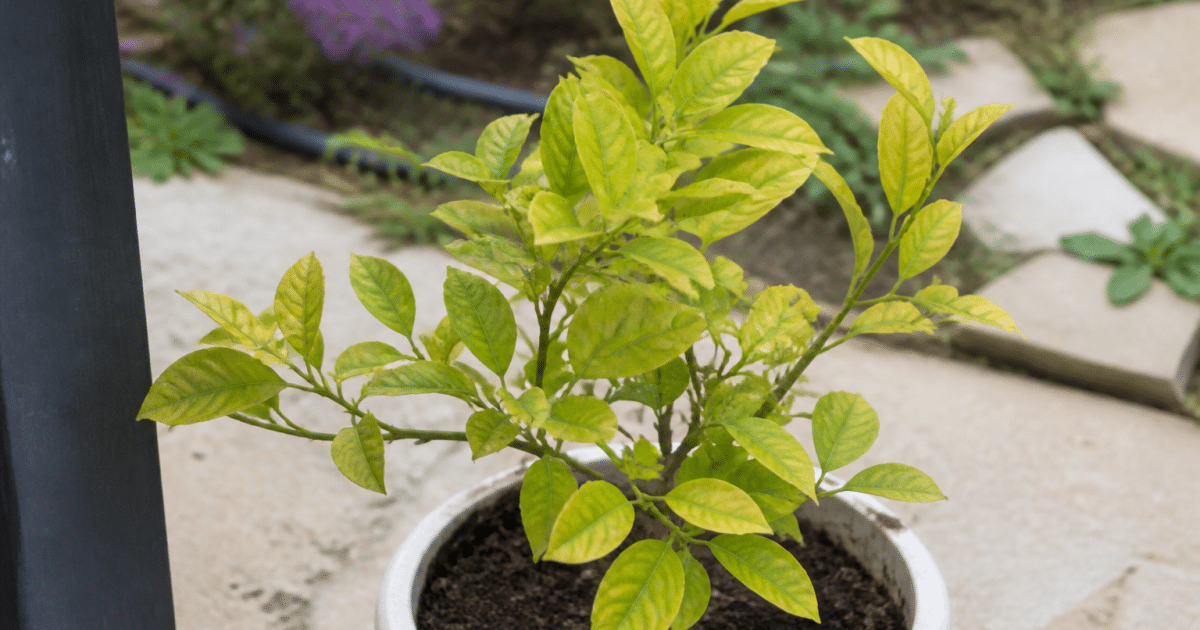 Petit agrume aux feuilles chlorotiques dans conteneur blanc