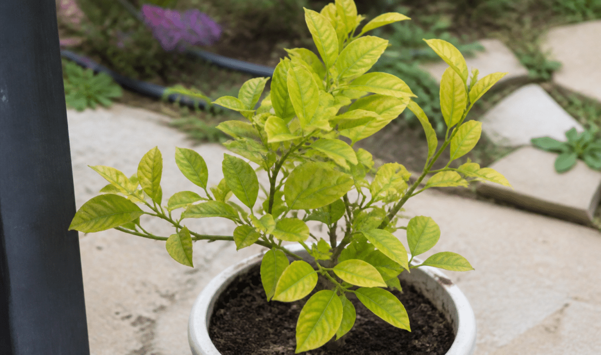 Petit agrume aux feuilles chlorotiques dans conteneur blanc