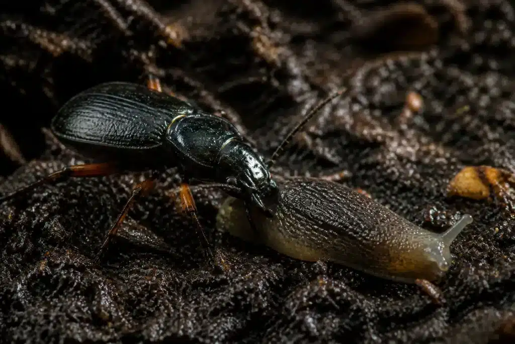Coleoptere luisant chassant limace dans sol humide