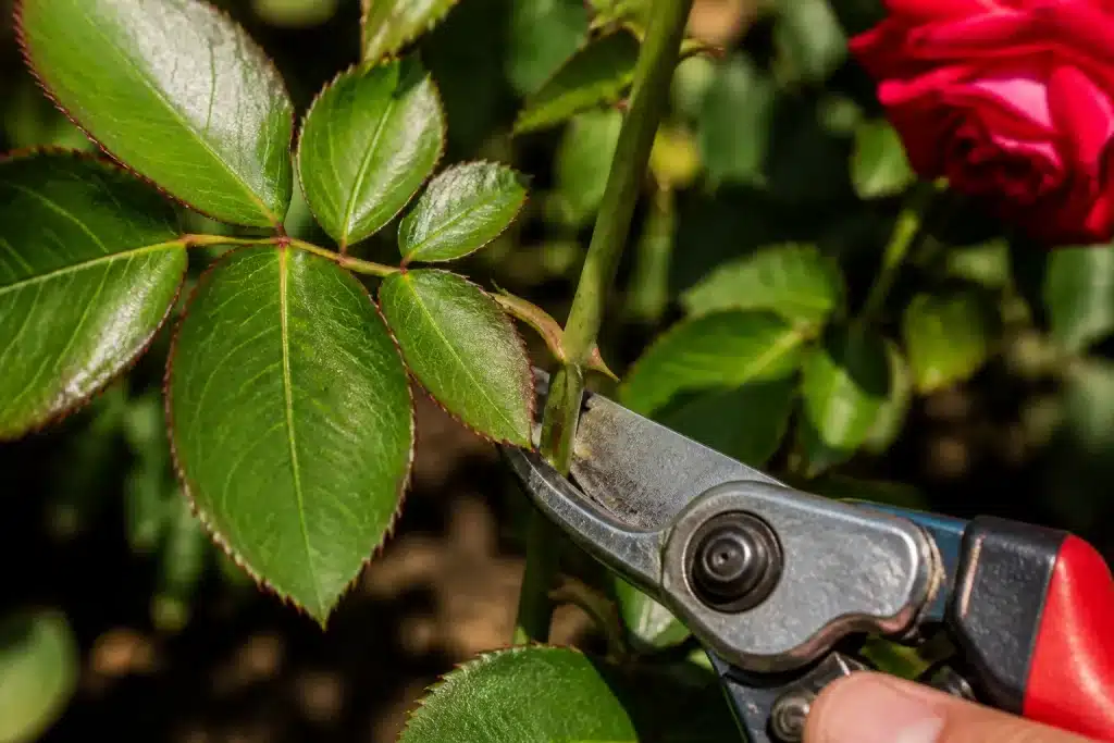 Sécateur coupant tige rose sous feuille cinq folioles