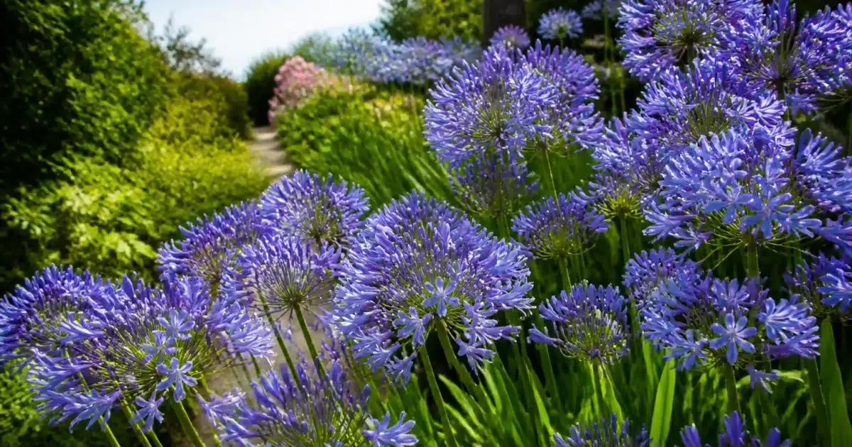 Comment obtenir une floraison plus dense sur les agapanthes