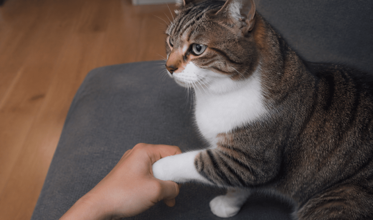 Main tenant fermement la patte d'un chat assis