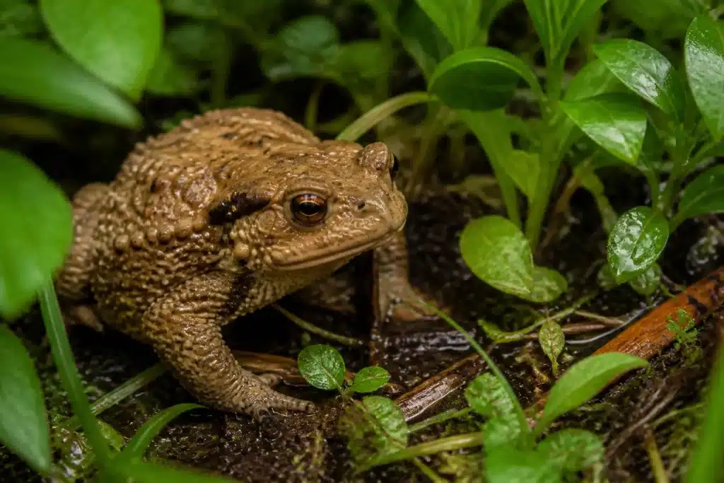Crapaud assis dans jardin humide avec plantes vertes
