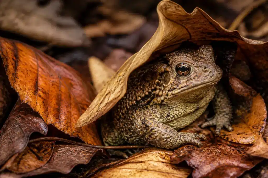 Crapaud à peau verruqueuse assis sous feuilles mortes