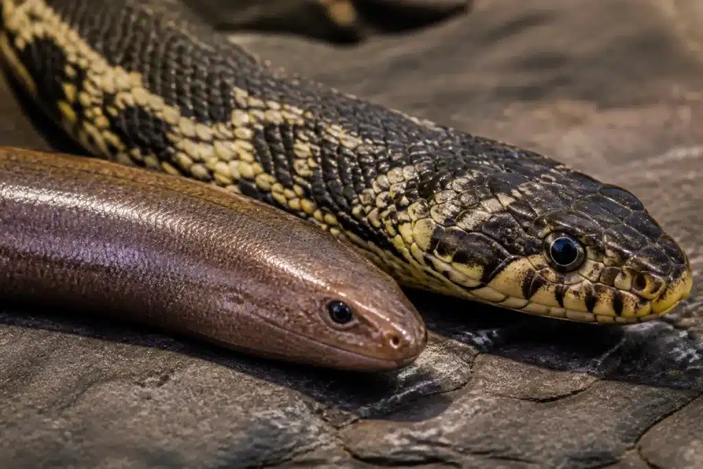 Reptile sans paupières à peau lisse comparé serpent écailleux