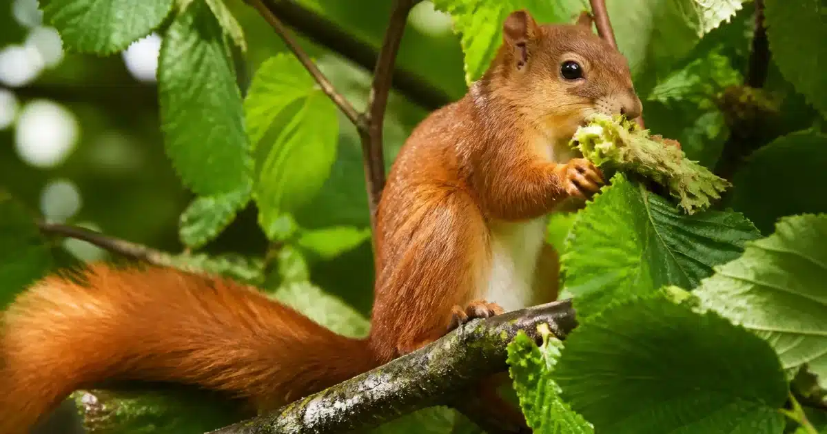 Ecureuil grimpe sur branche noisetier cueillant noisettes vertes
