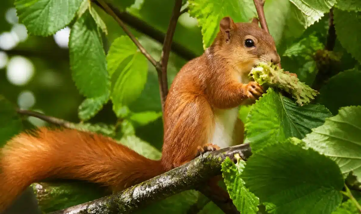 Ecureuil grimpe sur branche noisetier cueillant noisettes vertes