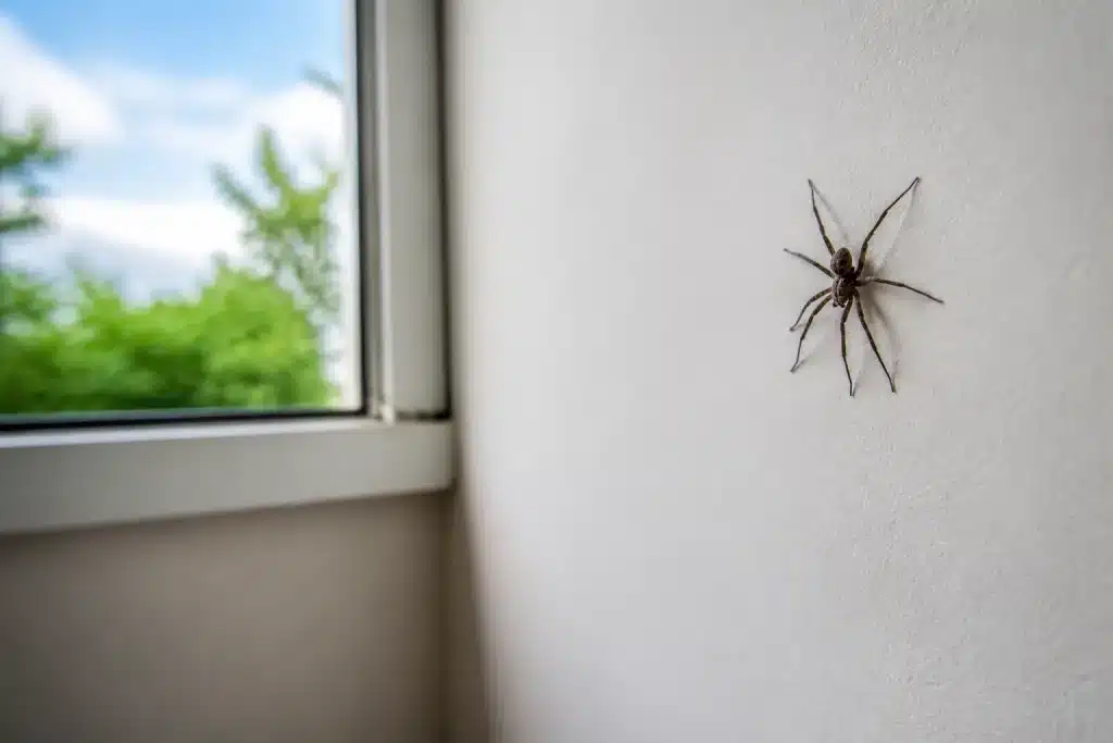 Araignee sur mur blanc pres fenetre ouverte