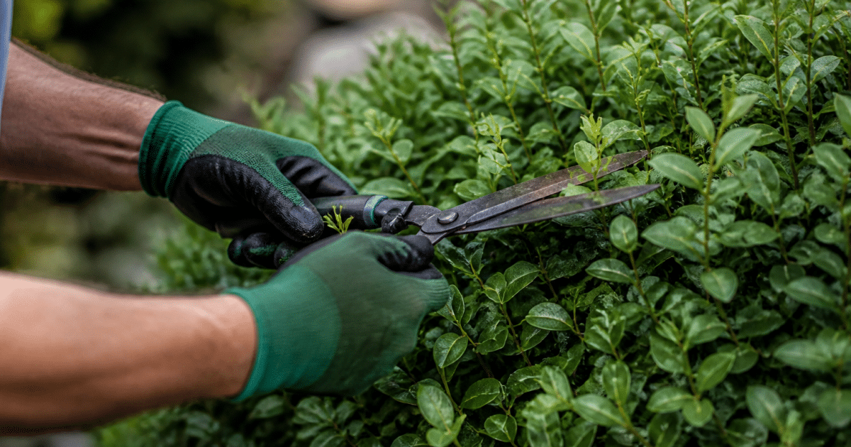 Mains gantees taillant feuilles vertes denses arbuste buisson