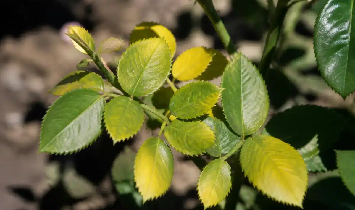 Feuilles de rosier vert pale devenant jaunes pendant l'ete