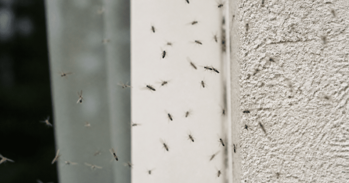 Fourmis ailees en vol pres d'une habitation humaine