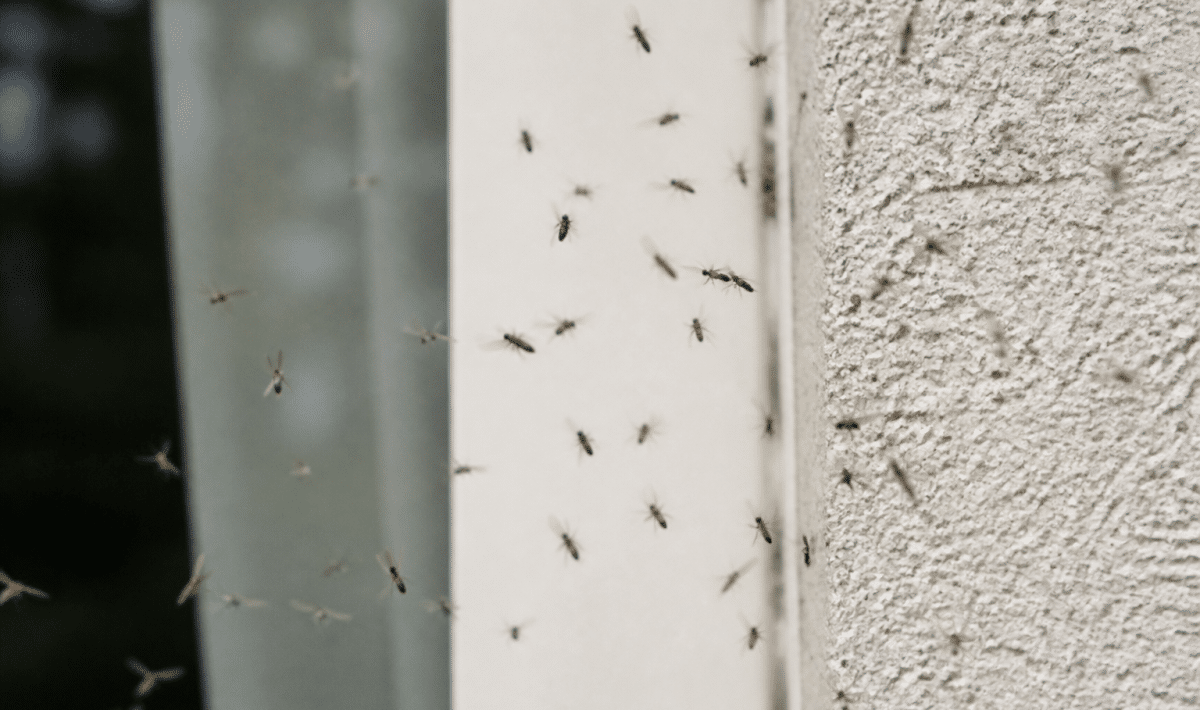 Fourmis ailees en vol pres d'une habitation humaine
