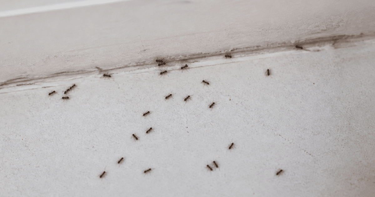 Colonie de fourmis marchant sur surface interieure blanche