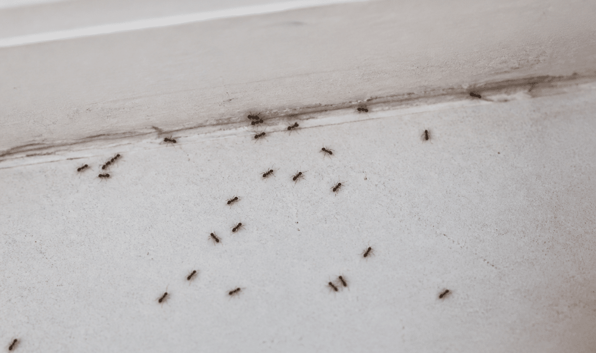 Colonie de fourmis marchant sur surface interieure blanche