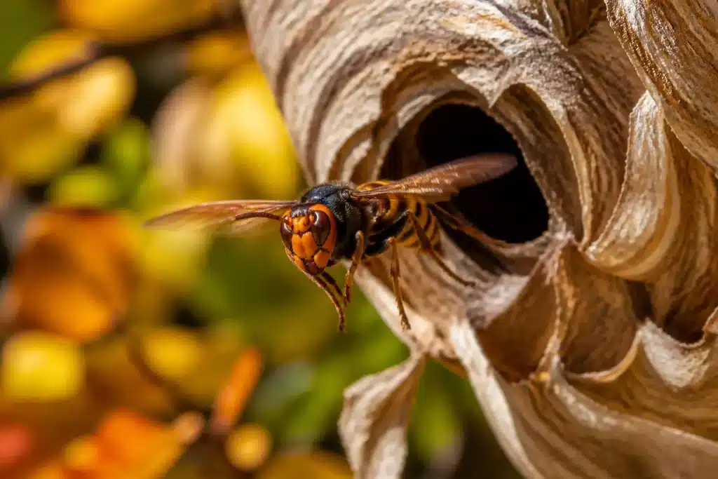 Frelon agressif sortant d'un nid mature en automne