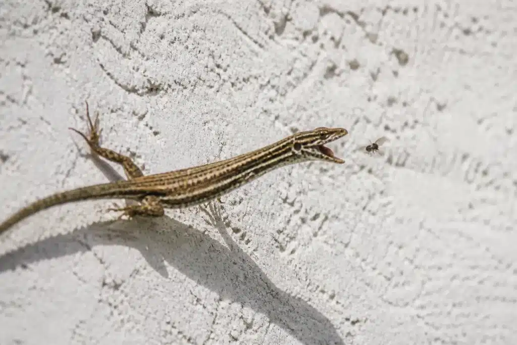 Petit lezard rampant sur mur blanc capturant insecte volant