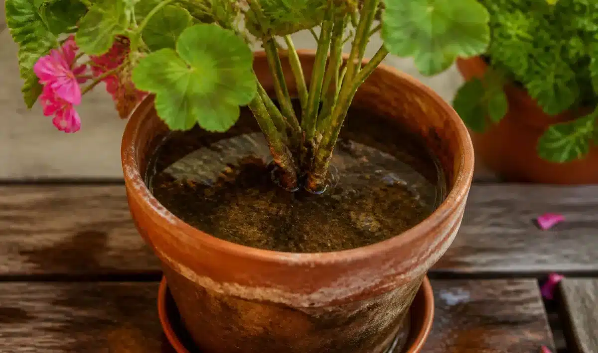 Pot de geranium trempe dans l'eau stagnante causant pourriture racinaire