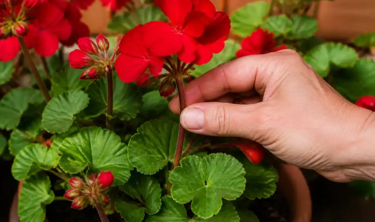 Main pinçant tige florale rouge de géranium en pot