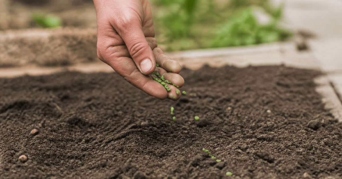 Mains eparpillant des graines vertes sur terre brune preparee