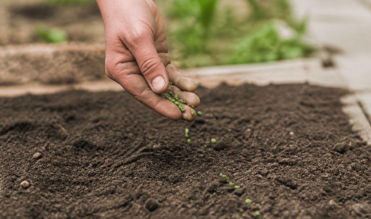 Mains eparpillant des graines vertes sur terre brune preparee