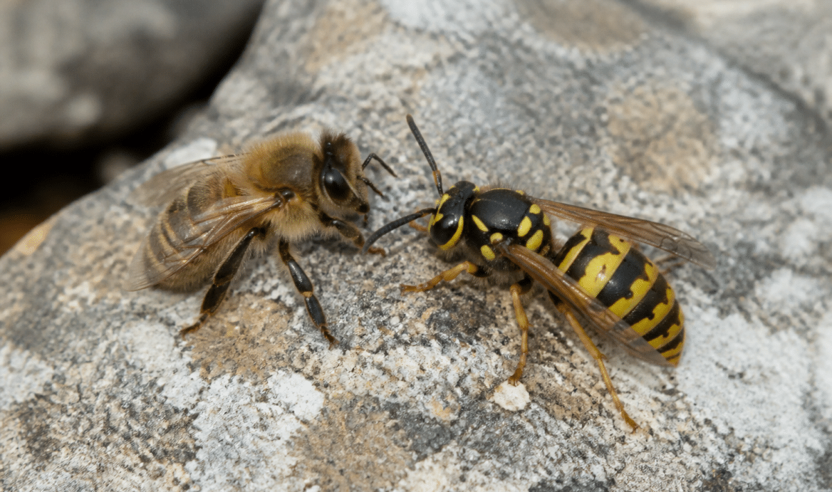 Guepe rayee jaune noir posee pres abeille duveteuse