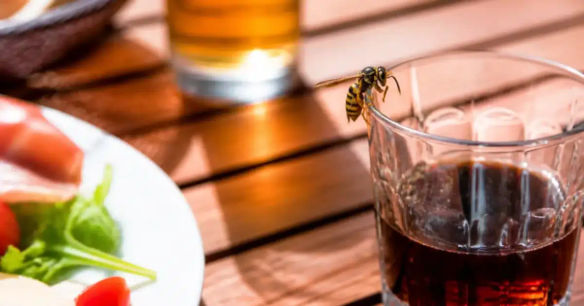 Guepe posee sur verre de boisson pres d'assiette servie