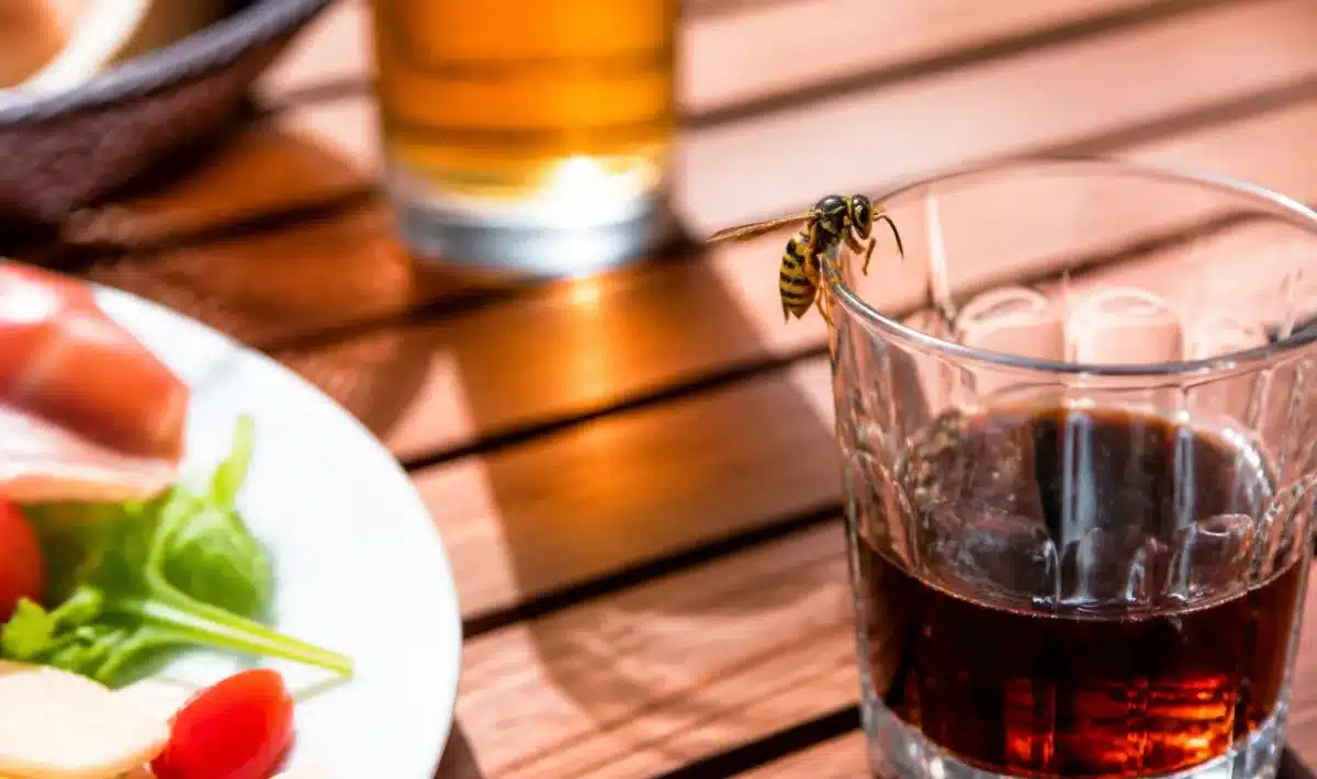 Guepe posee sur verre de boisson pres d'assiette servie