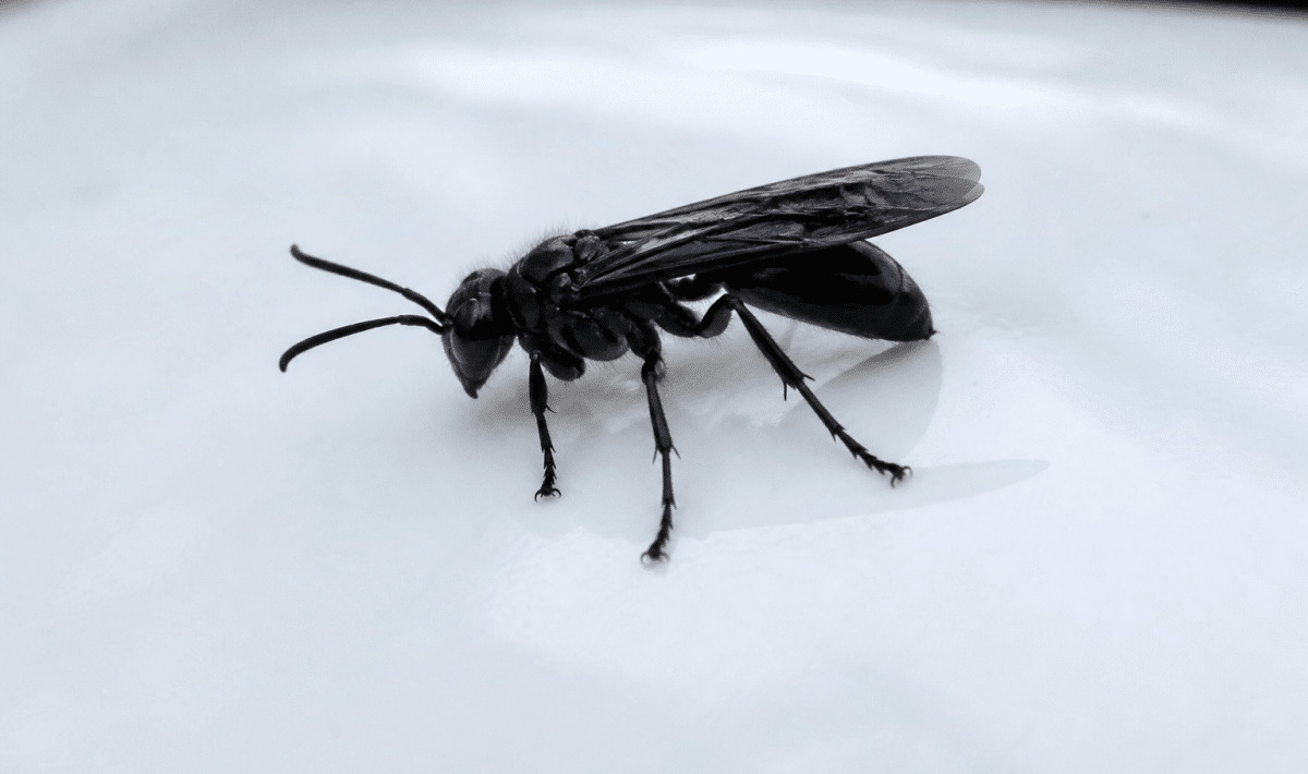 Grosse guepe noire posee sur surface blanche brillante