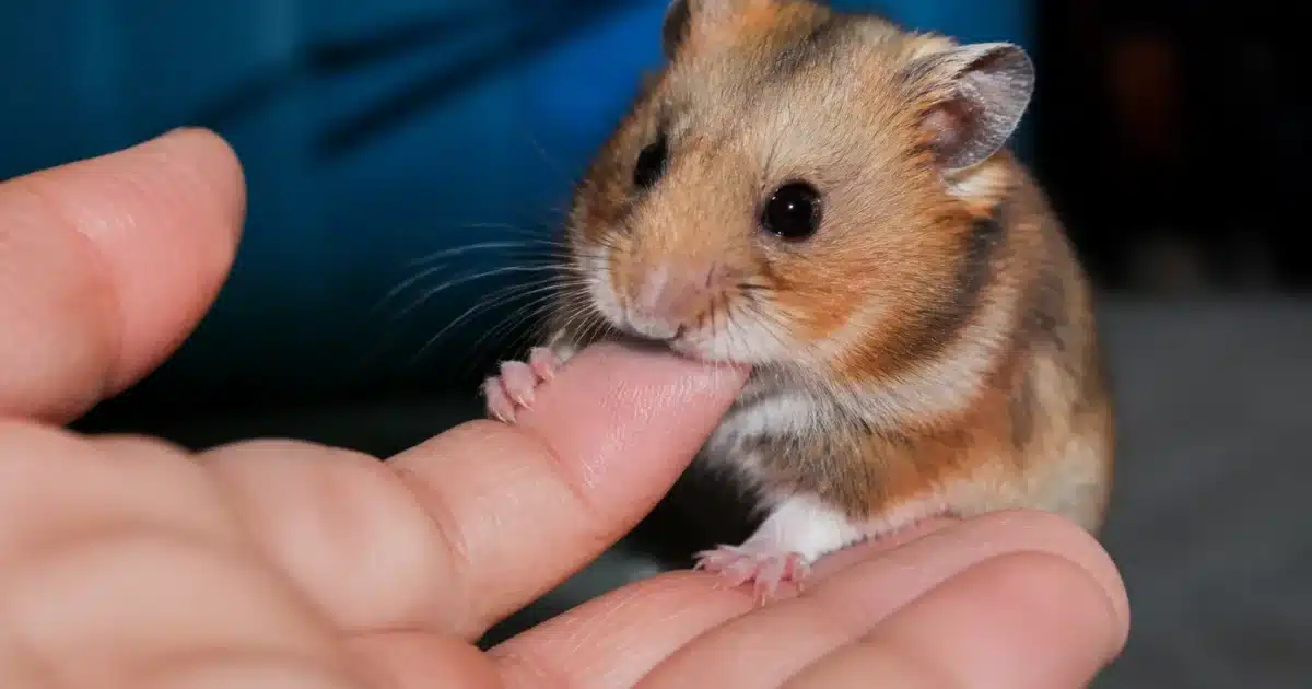 Petit hamster assis sur main humaine ouverte, mordant doucement le doigt