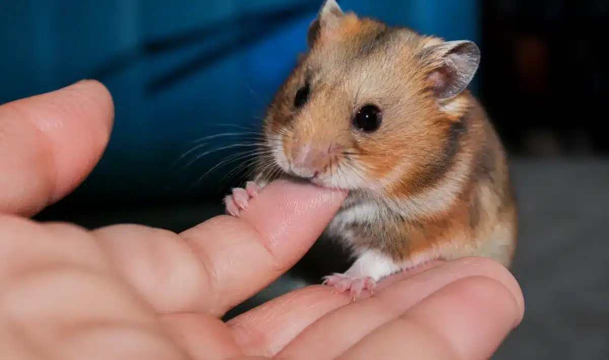 Petit hamster assis sur main humaine ouverte, mordant doucement le doigt