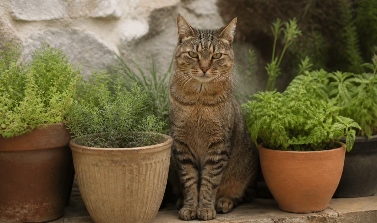 Herbes aromatiques disposées autour d'un chat assis