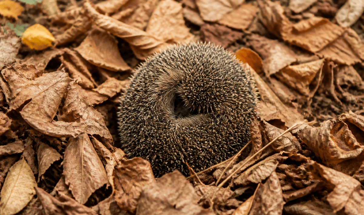 Herisson enroule en boule dans feuilles seches