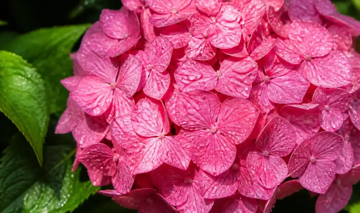 Hortensia rose recouvert d'eau perlante sous soleil intense