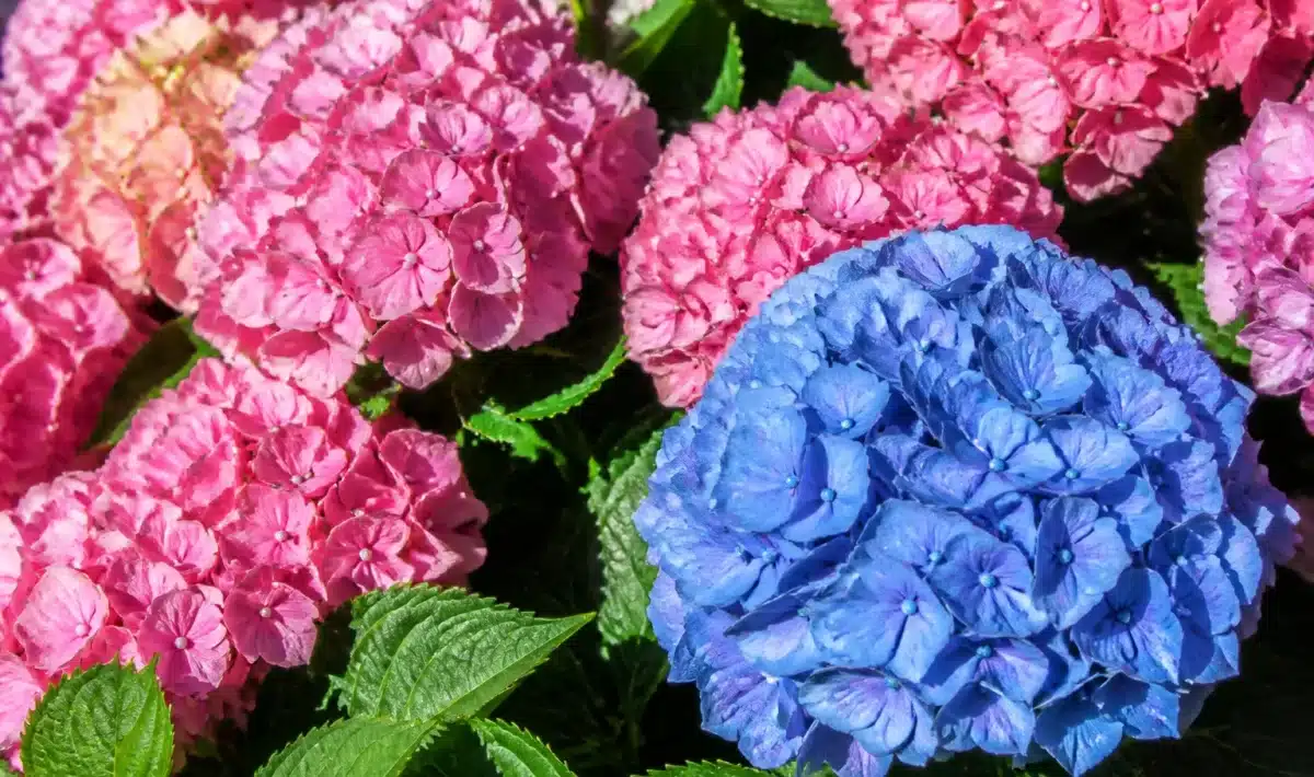 Fleurs d'hortensia roses et bleues exposees directement au soleil