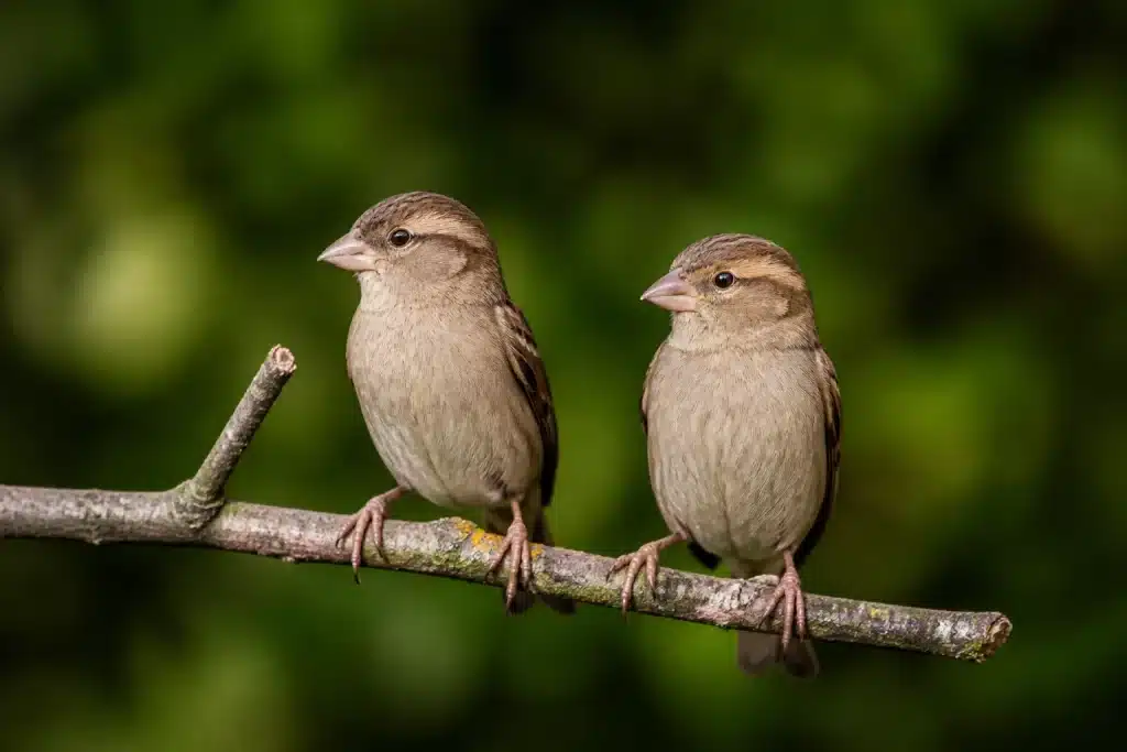 Deux petits oiseaux bruns perches cote a cote