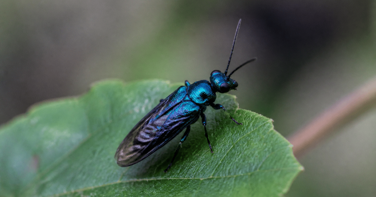 Insecte aux ailes repliees affichant thorax bleu metallique brillant
