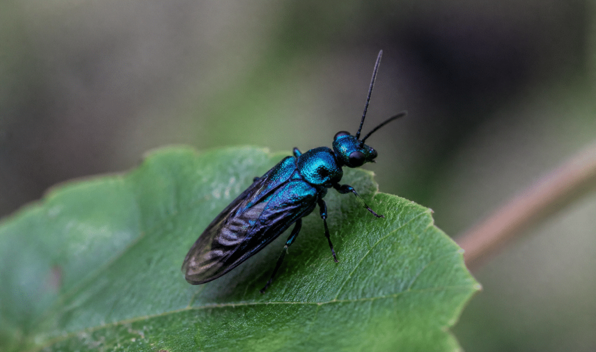 Insecte aux ailes repliees affichant thorax bleu metallique brillant