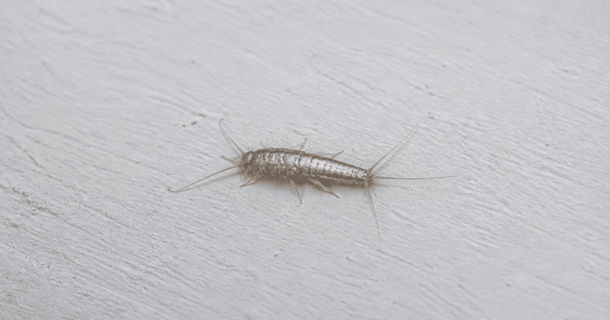 Insecte argenté brillant rampant sur surface blanche horizontale