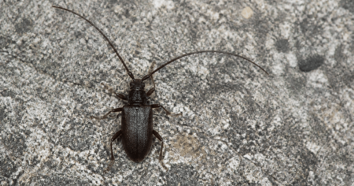 insecte brun fonce aux antennes longues vue de dessus