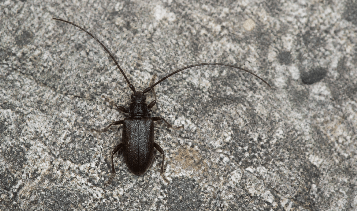insecte brun fonce aux antennes longues vue de dessus