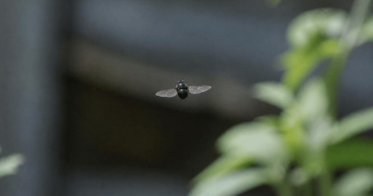 mouche noire aux ailes deployees en vol