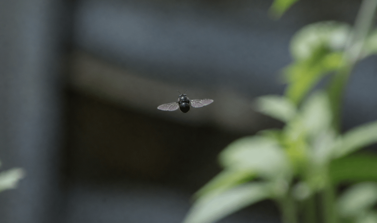 mouche noire aux ailes deployees en vol