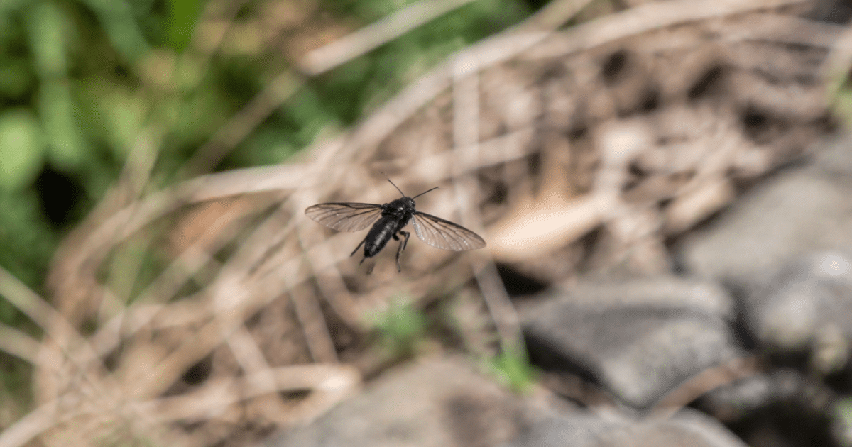 Insecte noir aux ailes deployees en vol