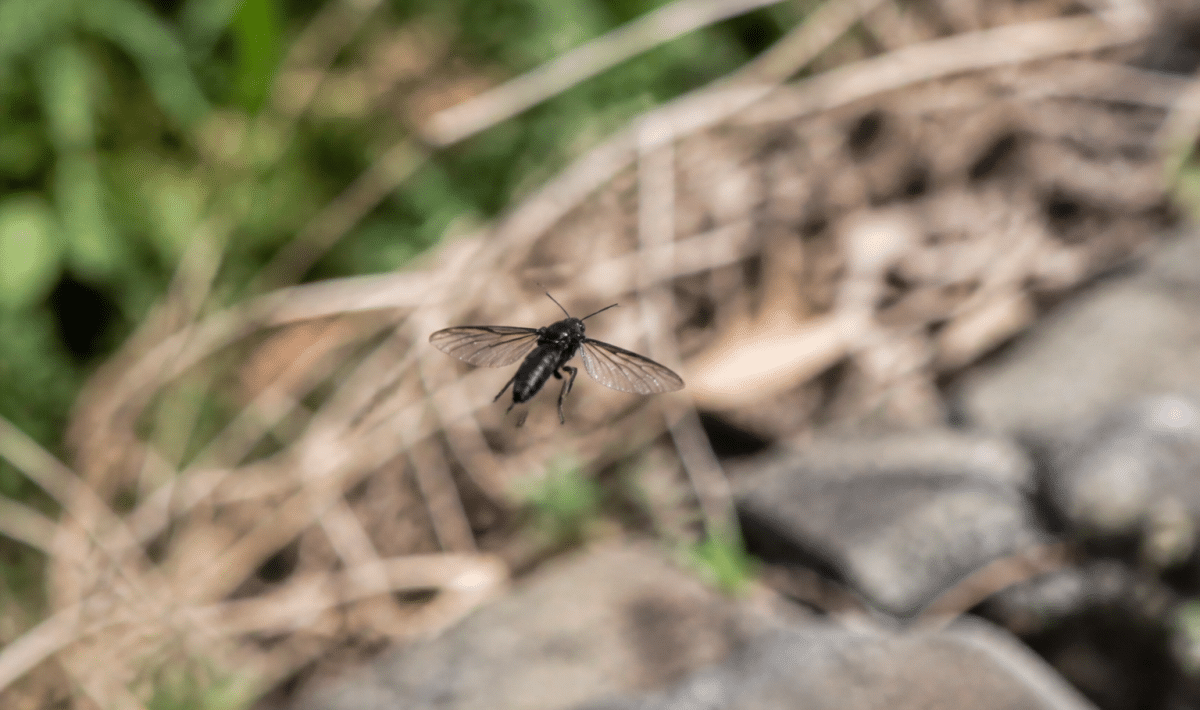 Insecte noir aux ailes deployees en vol