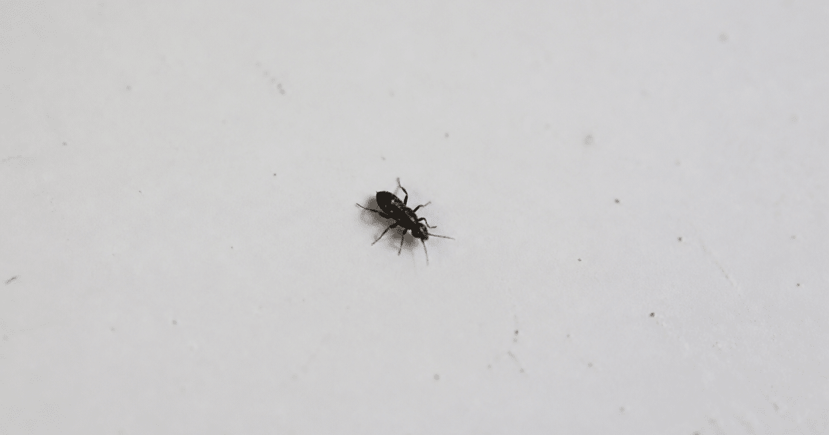 Petit insecte noir sur surface blanche interieur maison