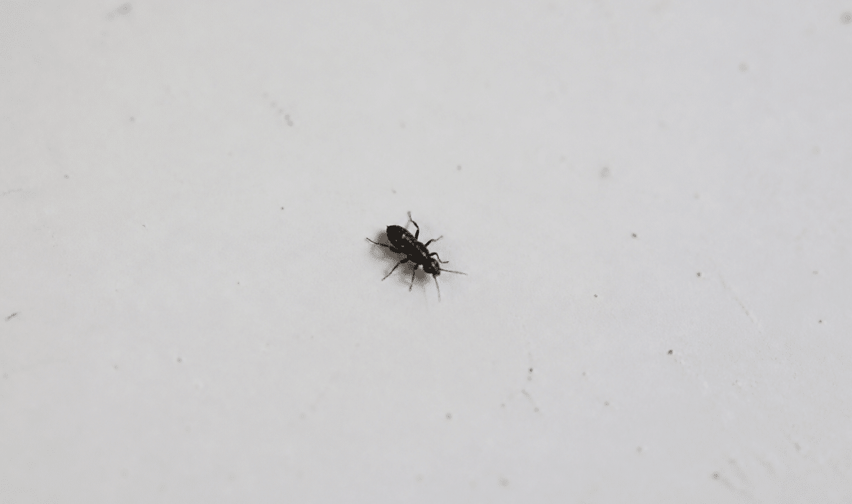 Petit insecte noir sur surface blanche interieur maison