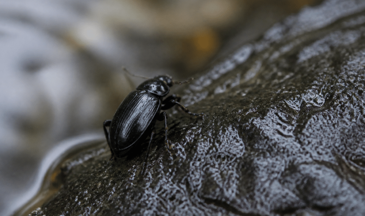 Insecte noir brillant grimpant sur surface humide sombre