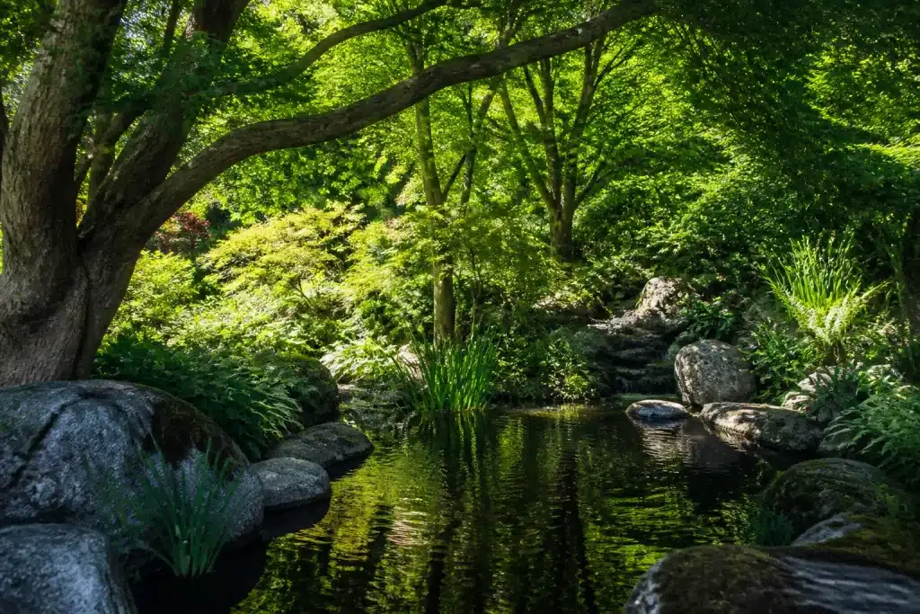 Jardin ombrage avec arbres feuillus et point d'eau